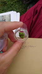 Heliophanus flavipes