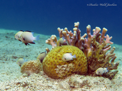 Dascyllus marginatus