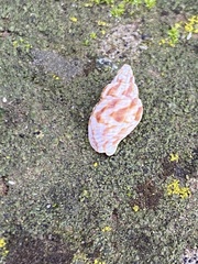 Amphissa versicolor