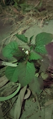 Solanum nigrum