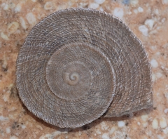 Iberus gualtieranus gualtieranus