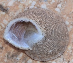 Iberus gualtieranus gualtieranus