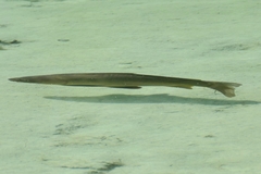 Cyprinus carpio carpio