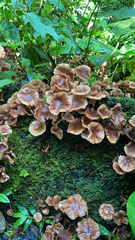 Armillaria novae-zelandiae