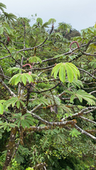 Cecropia obtusifolia