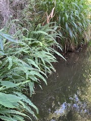 Nephrolepis cordifolia