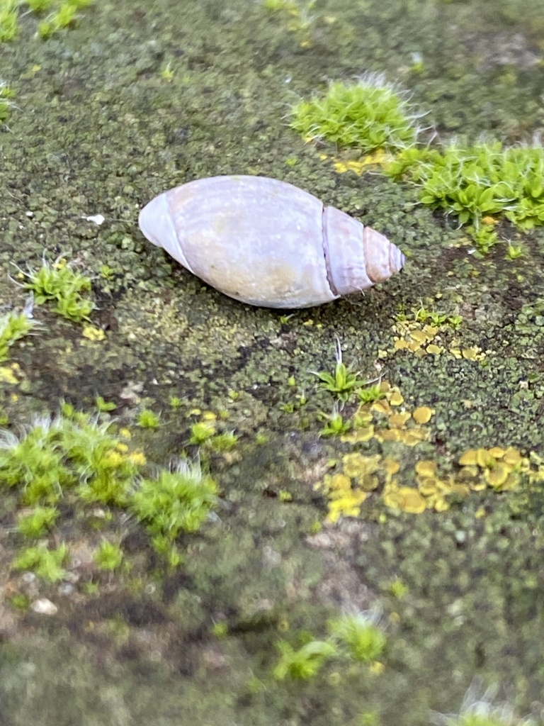 San Pedro dwarf olive