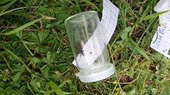 Rhynocoris annulatus