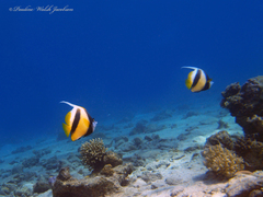 Heniochus intermedius