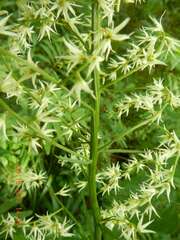 Stenanthium gramineum