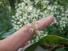 Stenanthium gramineum