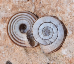 Xerocrassa subrogata