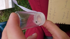 Coptosoma scutellatum