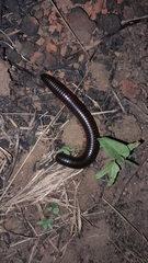 Archispirostreptus syriacus