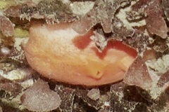 Cnemidocarpa finmarkiensis