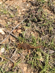 Uroplectes triangulifer