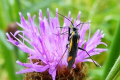 Capsodes sulcatus