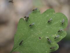 Calyxochaetus frontalis