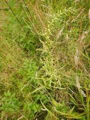 Stenanthium gramineum
