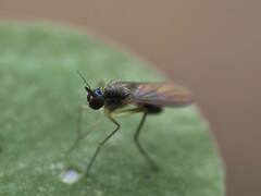 Calyxochaetus frontalis