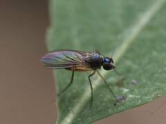 Calyxochaetus frontalis