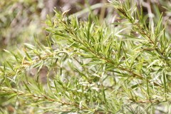Cliffortia strobilifera