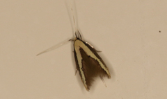 Opogona stenocraspeda