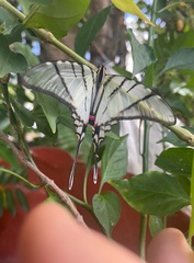 Protographium epidaus
