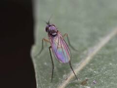 Calyxochaetus frontalis