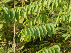 Grewia serrulata