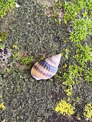 Nassarius fossatus