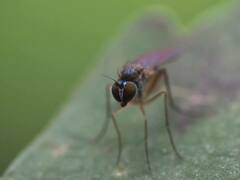 Calyxochaetus frontalis