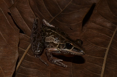 Litoria nasuta