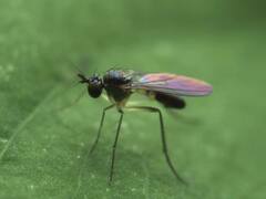 Calyxochaetus frontalis