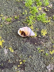 Nassarius fossatus