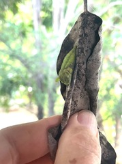 Protographium epidaus
