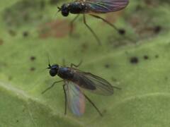 Calyxochaetus frontalis