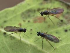 Calyxochaetus frontalis