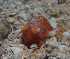 Sepiadarium austrinum