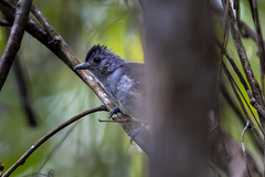 Thamnophilus caerulescens