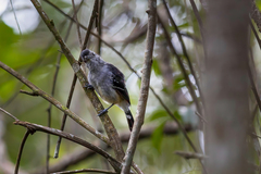 Thamnophilus caerulescens