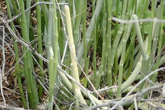 Ceropegia dichotoma subsp. dichotoma image