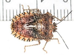 Dryptocephala