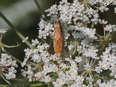 Eucosma