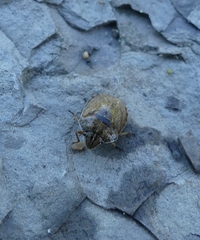 Eurygaster alternata