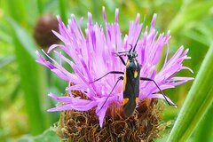 Capsodes sulcatus
