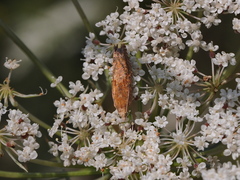 Eucosma