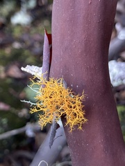 Teloschistes flavicans