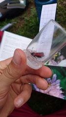 Zygaena purpuralis
