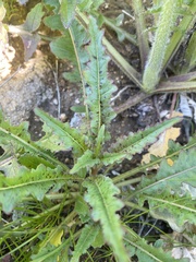 Eulobus californicus